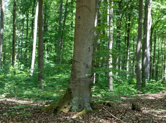 Baum BER 691 - Vorschaubild