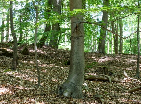 Baum BER 964 - Vorschaubild