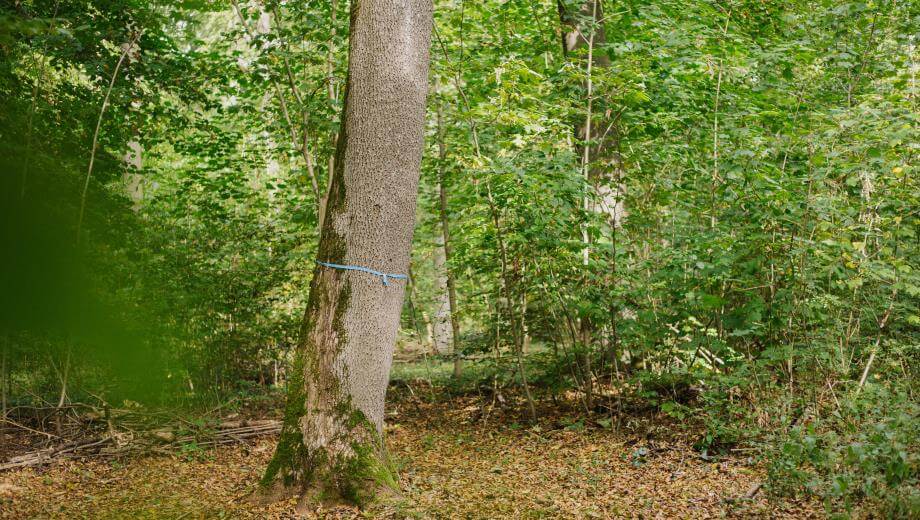 Im FriedWald Burg Plesse sind freie Bestattungsbäume mit einem Band markiert.