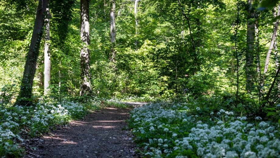 Im Frühjahr erblüht der Bärlauch und säumt die Waldwege.