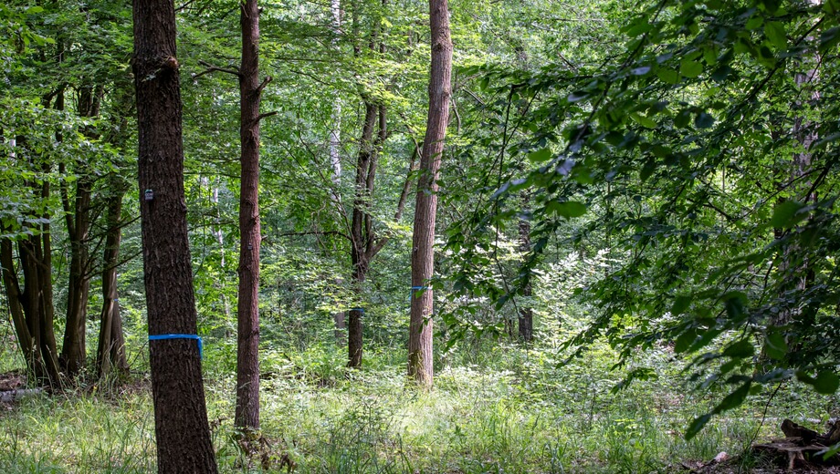 Blaue Bänder markieren freie "Bäume im FriedWald".