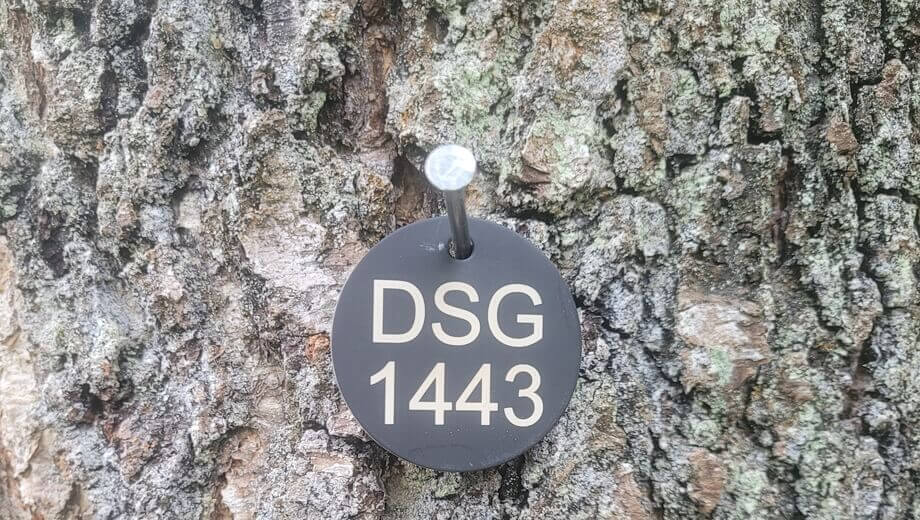 Alle Bestattungsbäume tragen eine Baumnummer mit dem Waldkürzel DSG.