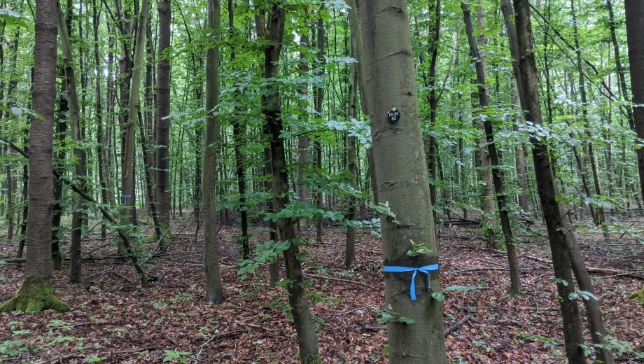 Freie Baumgrabstätten sind mit einem farbigen Band markiert.