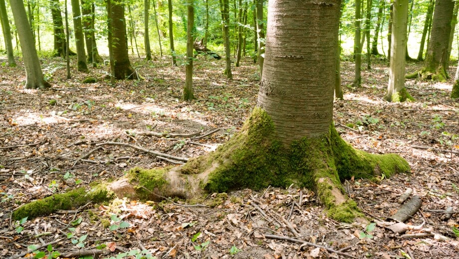Im FriedWald Dormagen schmückt die Natur die Gräber - zum Beispiel mit Moos.
