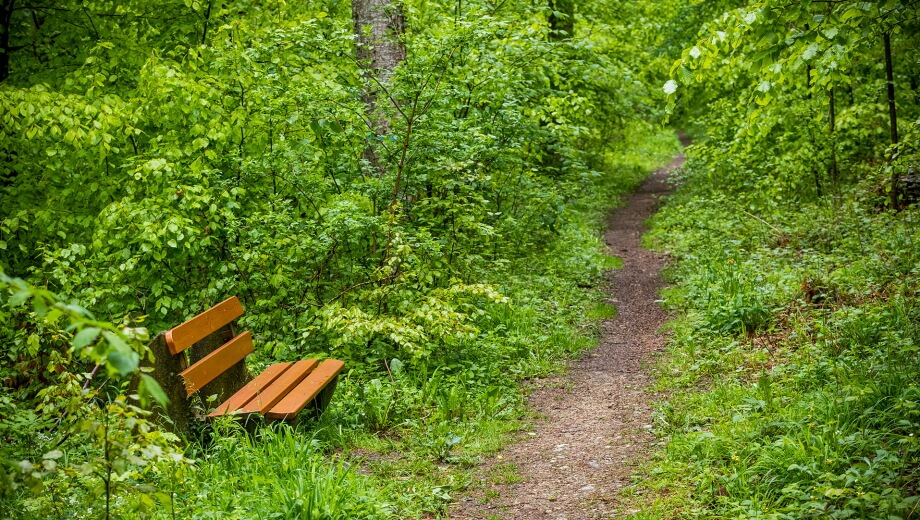 Bänke laden im Wald zum Verweilen und Ausruhen ein.