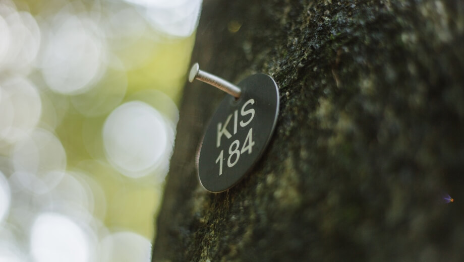 Bestattungsbäume sind mit Baumnummern gekennzeichnet – KIS steht für Kisdorf.