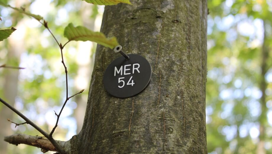 Die Bestattungsbäume sind mit einer eindeutigen Baumnummer gekennzeichnet - MER steht für Meroder Wald.