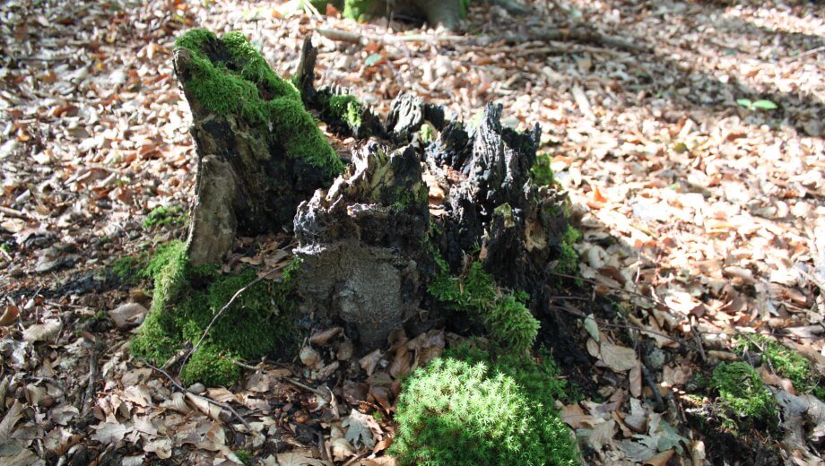 Im FriedWald Meroder Wald schmückt die Natur die Gräber.