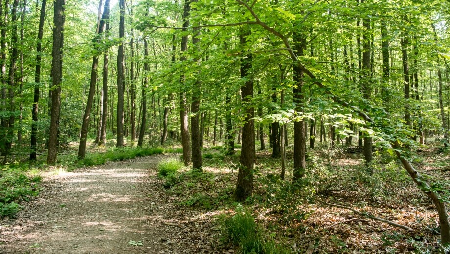 Die Wege im FriedWald Meroder Wald sind gut begehbar.
