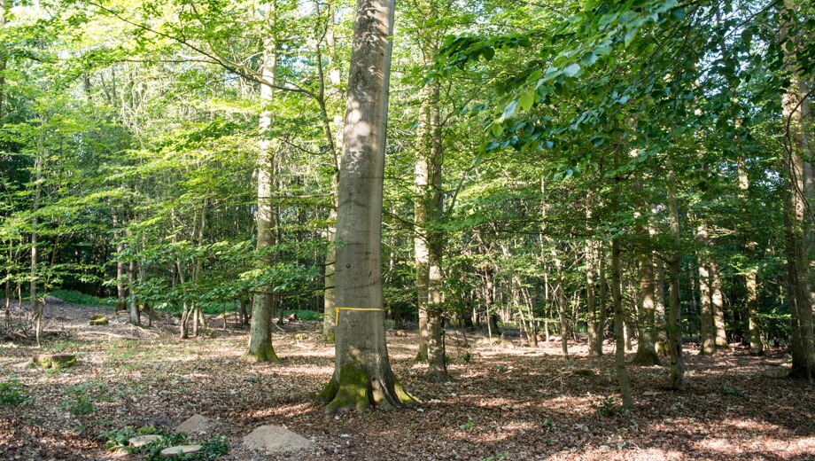 Bäume mit gelben und blauen Bändern zeigen freie Baumgrabstätten im FriedWald.