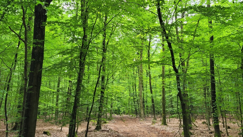 Blick in den FriedWald Ostfriesland - farbige Bänder markieren freie Bestattungsbäume.