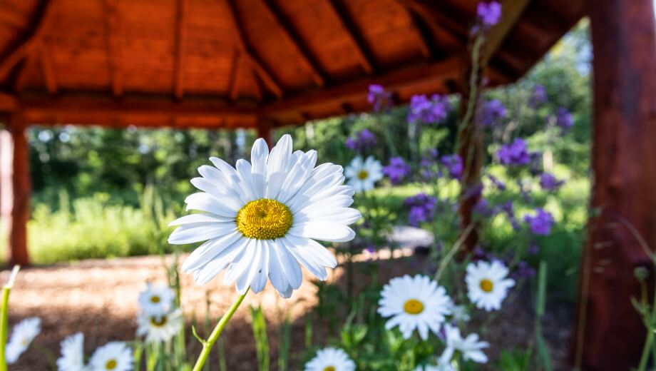 Im FriedWald Planitzwald übernimmt die Natur den Grabschmuck - zum Beispiel mit Blüten an der Schutzhütte.