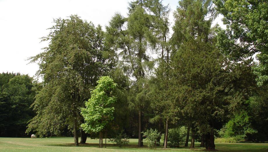Unter den Bäumen im Park können biologisch abbaubare Urnen beigesetzt werden.