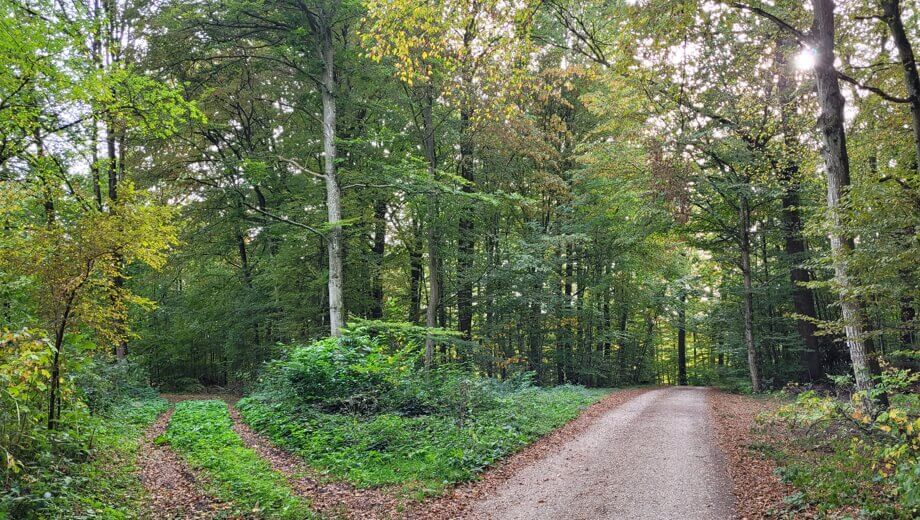 Die Wege im FriedWald Schurwald sind gut begehbar.