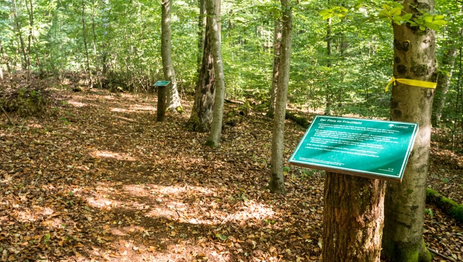 Auf dem kurzen Infopfad durch den Wald können sich Besucher über das Konzept informieren.