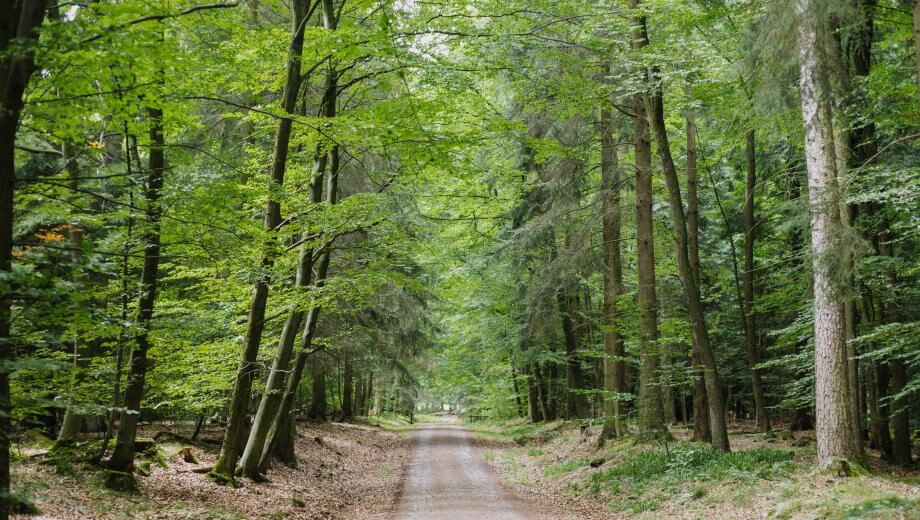 Die Hauptwege im FriedWald Waldhessen sind gut begehbar.