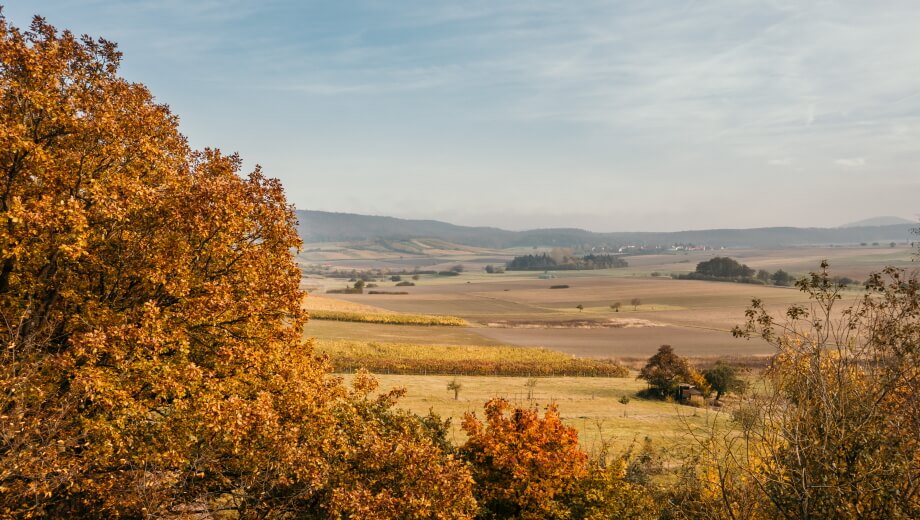 Herbstlicher Ausblick über dem FriedWald am Zabelstein.